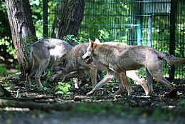 Wolf Center Dörverden