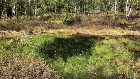Moorfläche