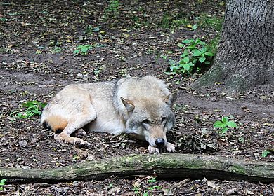 Wolf Center Dörverden